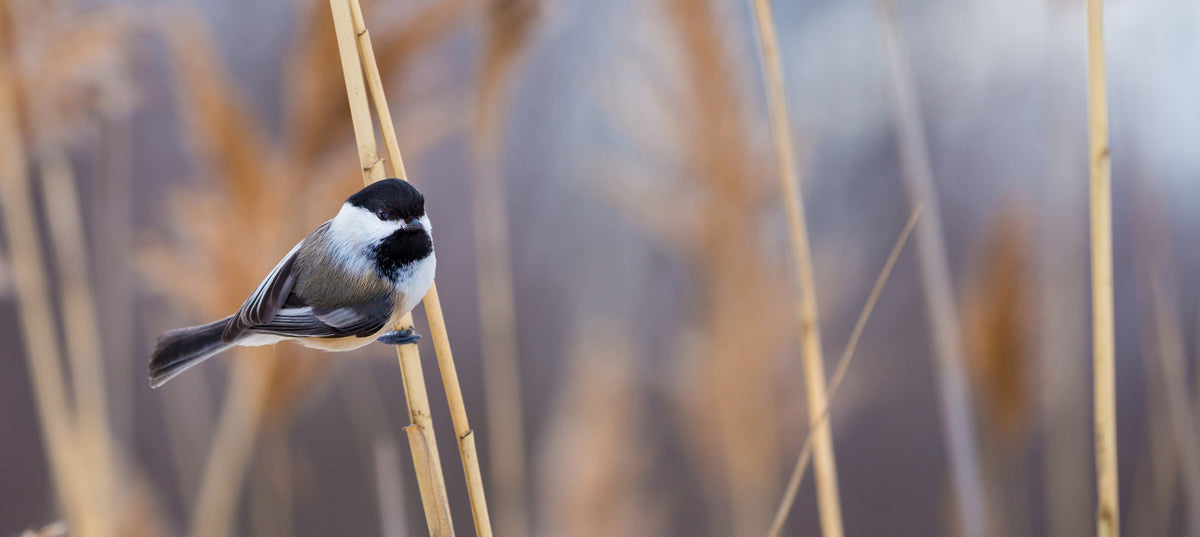Bird Deflectors Wholesale