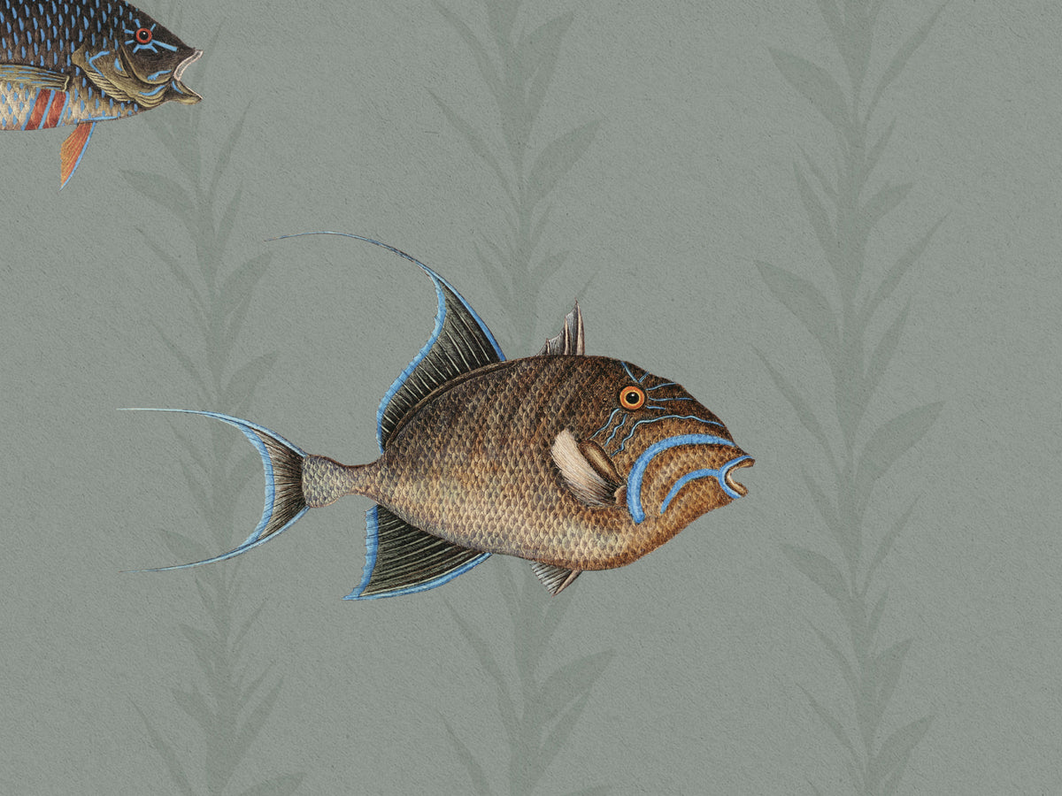 Catch of the Day Lagoon - Sea Kelp