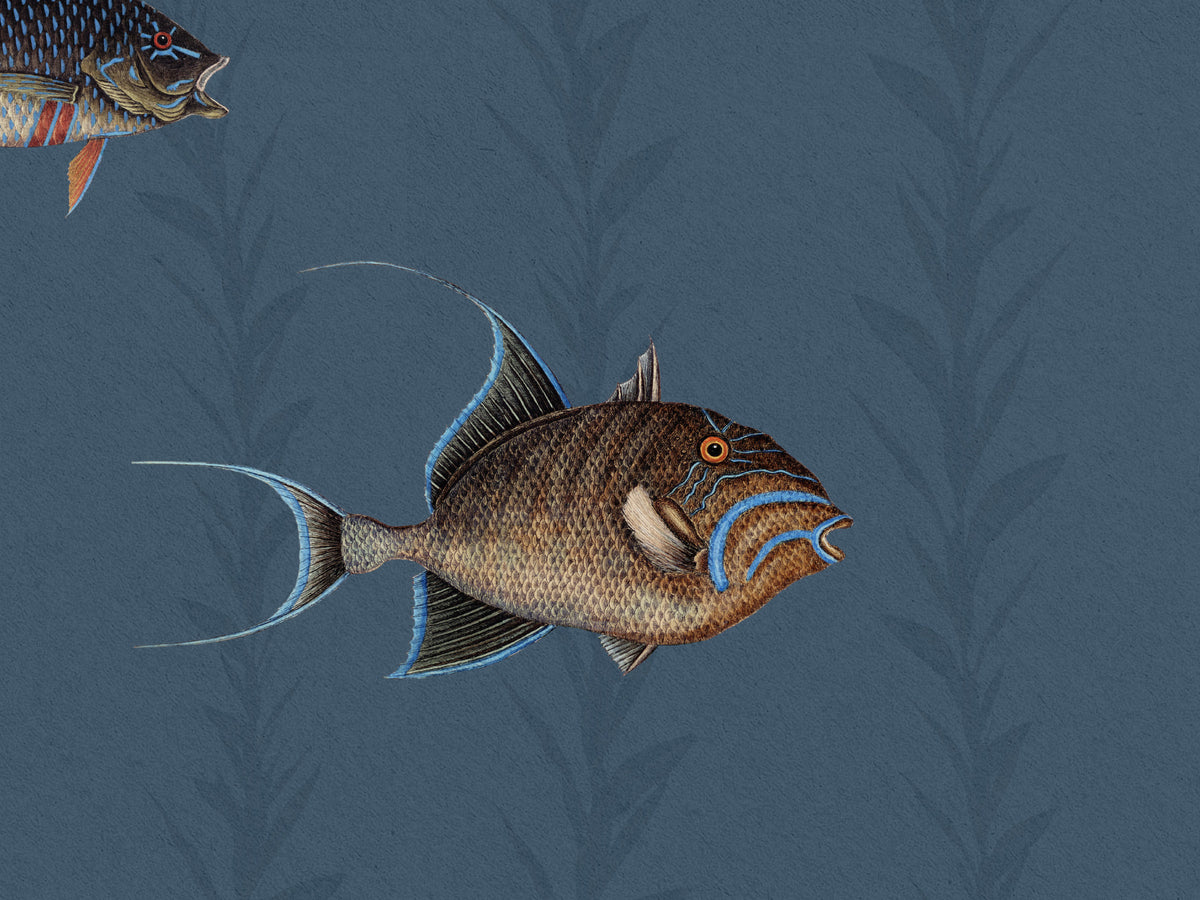 Catch of the Day Marina - Sea Kelp