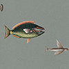 Catch of the Day Lagoon Texture
