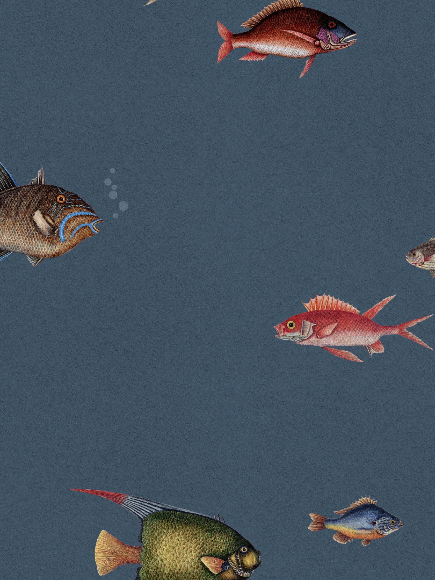 Catch of the Day Marina - Bubbles
