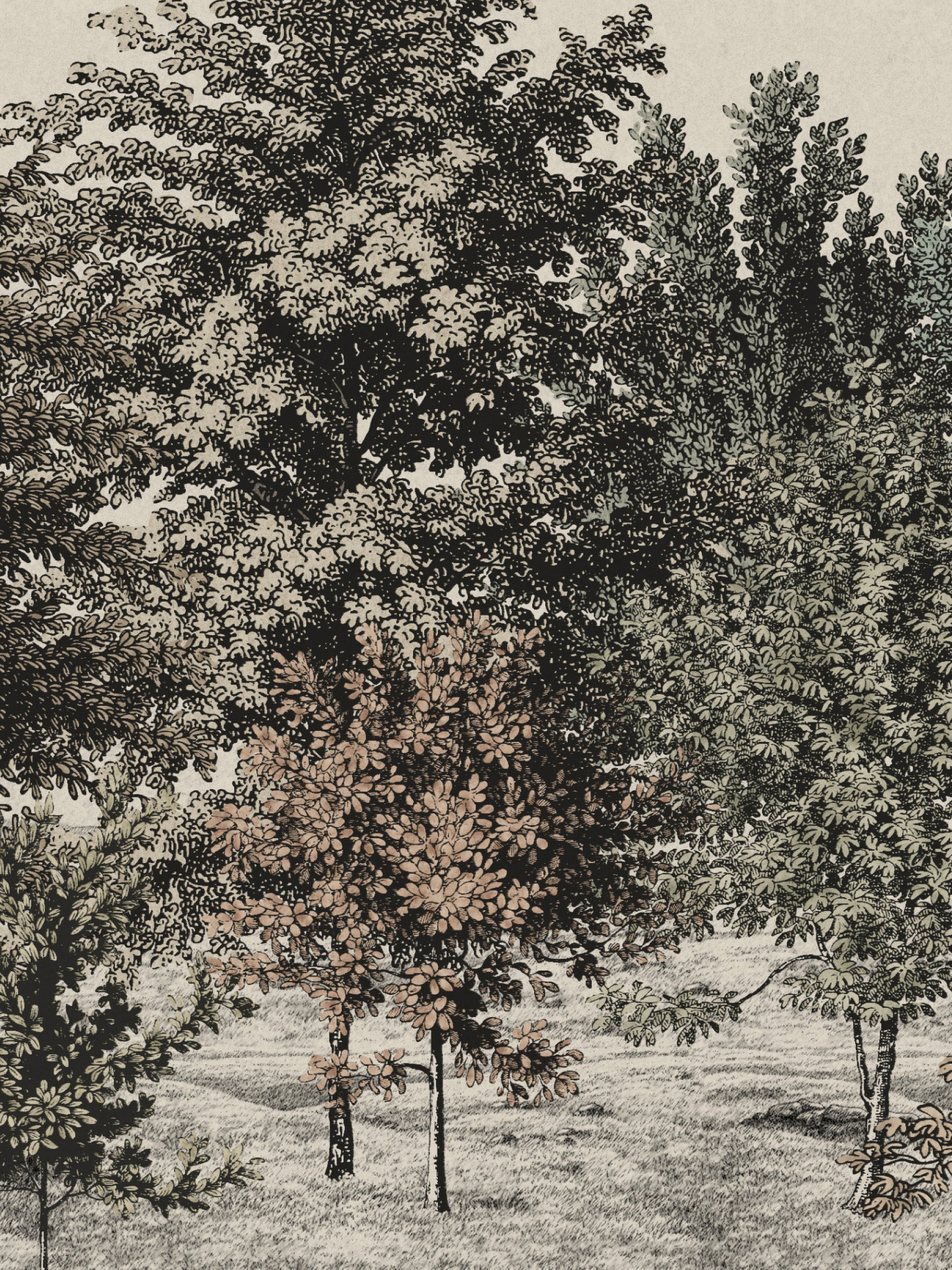 Spring Canopy - Ember